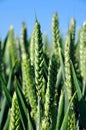 Green wheat