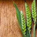 Green Wheat