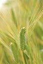 Green wheat Royalty Free Stock Photo