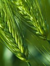 Green wheat Royalty Free Stock Photo