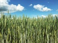 Green wheat agriculture field with blue sky