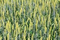 Green wheat background or substrate Royalty Free Stock Photo