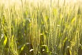 Green wheat in backlight