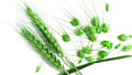 Green wheat beautiful buds Royalty Free Stock Photo