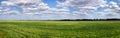 Green wheat on blue sky