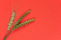 Green wheat branches with field lie on a red background close-up