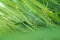 Green wheat close-up