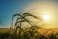 Wheat of ear close up in field. agriculture green grass field in sunset Royalty Free Stock Photo