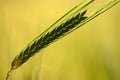 Green Wheat Ear Silhouette Royalty Free Stock Photo