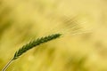 Green Wheat Ear