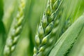 Green wheat ears