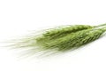 Zelený pšenica uši 