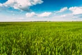 Green Wheat Ears Field, Blue Sky Background Royalty Free Stock Photo