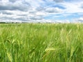 Green wheat ears on the field and a blue sky with clouds Royalty Free Stock Photo