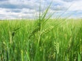 Green wheat ears on the field and a blue sky with clouds Royalty Free Stock Photo