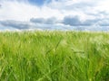 Green wheat ears on the field and a blue sky with clouds Royalty Free Stock Photo