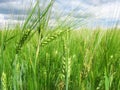 Green wheat ears on the field and a blue sky with clouds Royalty Free Stock Photo