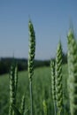 'Green wheat ears'