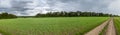 Green wheat farm field, rainy cloudy sky