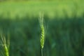 Green wheat farm india Royalty Free Stock Photo