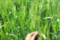 Green wheat farm india Royalty Free Stock Photo