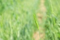 Green wheat farm india Royalty Free Stock Photo