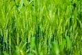 Green wheat farm india Royalty Free Stock Photo
