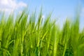 Green wheat field Royalty Free Stock Photo