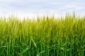 Green wheat field Royalty Free Stock Photo