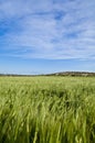 Green wheat field