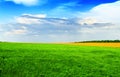 Green wheat field against a blue sky in brigh, summer day in Ukr