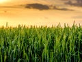 Green wheat field, agricultural landscape