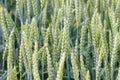 Green wheat field. Agriculture Background. Royalty Free Stock Photo