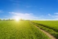 Green wheat field. Agriculture scene Royalty Free Stock Photo