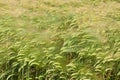 Green Wheat Field Background.