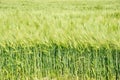 Green Wheat Field Background