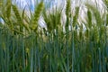 Green wheat field. barley field in sunset time Royalty Free Stock Photo