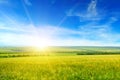 Green wheat field and beautiful blue sky Royalty Free Stock Photo