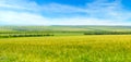 Green wheat field and blue sky. Wide photo Royalty Free Stock Photo