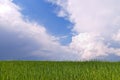 Green wheat field and blue sky Royalty Free Stock Photo