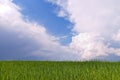 Green wheat field and blue sky