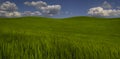 Green wheat field and blue sky Royalty Free Stock Photo