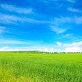 Green wheat field and blue sky. Beautiful spring landscape Royalty Free Stock Photo