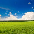 Green wheat field and blue sky. Beautiful spring landscape Royalty Free Stock Photo