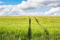 Green wheat field and blue sky with clouds, winter wheat. Landscape of Russia, Zaraysk city