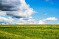 Green wheat field and blue sky with clouds, winter wheat. Landscape of Russia, Zaraysk city