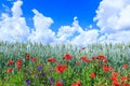 Green wheat in the field. Blue sky with cumulus clouds. Magic summertime landscape. The flowers of the June poppies around Royalty Free Stock Photo