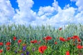 Green wheat in the field. Blue sky with cumulus clouds. Magic summertime landscape. The flowers of the June poppies around Royalty Free Stock Photo