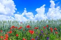 Green wheat in the field. Blue sky with cumulus clouds. Magic summertime landscape. The flowers of the June poppies around