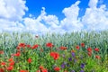 Green wheat in the field. Blue sky with cumulus clouds. Magic summertime landscape. The flowers of the June poppies around Royalty Free Stock Photo